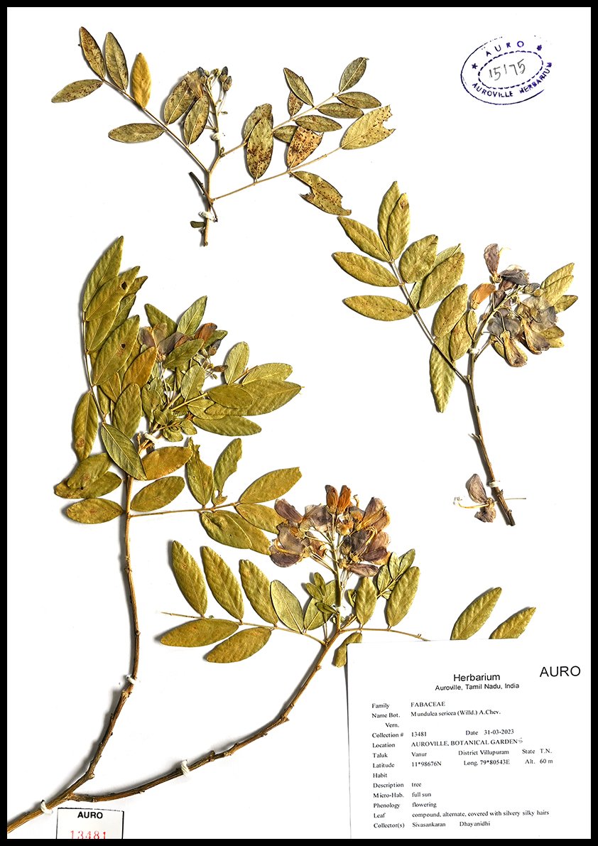 Dry herbarium images